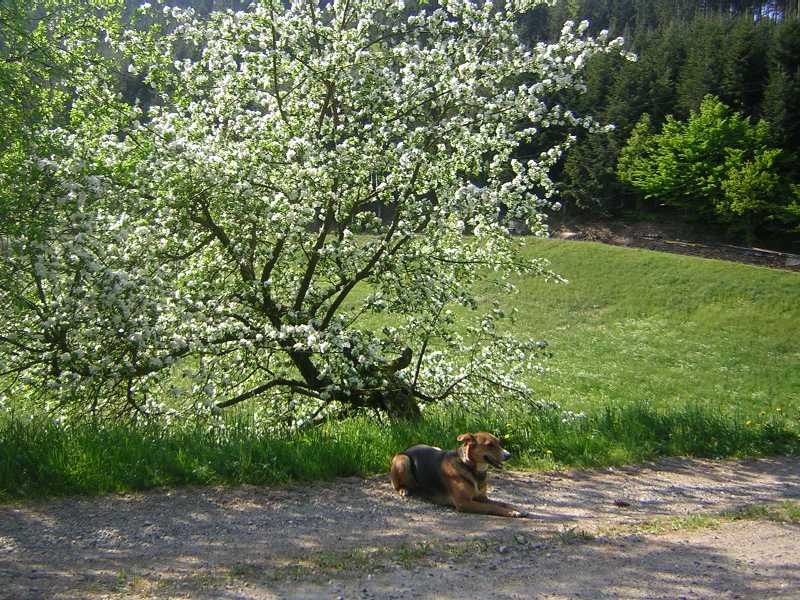 Aska vor einem blühenden Apfelbaum 